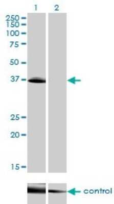 Western Blot: POU4F3 Antibody (5B8) [H00005459-M01]