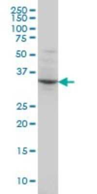 Western Blot: POU4F3 Antibody (5B8) [H00005459-M01]
