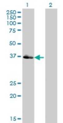 Western Blot: POU4F3 Antibody (5B8) [H00005459-M01]