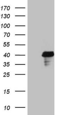 Western Blot: POU4F3 Antibody (OTI4C5)Azide and BSA Free [NBP2-73541]