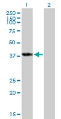 Western Blot: POU4F3 Antibody [H00005459-B01P]