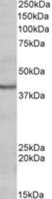 Western Blot: POU4F3 Antibody [NBP1-52036]