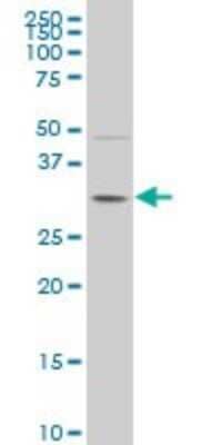 Western Blot: POU6F1 Antibody (6F10) [H00005463-M03]