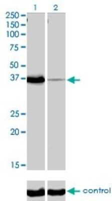 Western Blot: POU6F1 Antibody (6H1) [H00005463-M01]