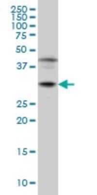 Western Blot: POU6F1 Antibody (6H1) [H00005463-M01]