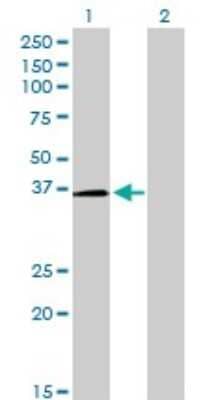 Western Blot: POU6F1 Antibody (6H1) [H00005463-M01]