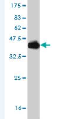 Western Blot: POU6F2 Antibody (8F9) [H00011281-M08]