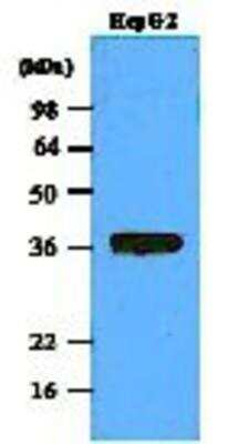 Western Blot: PP1 alpha/PPP1A Antibody (4G3)BSA Free [NBP1-04334]