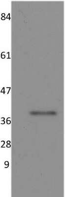 Western Blot: PP1 alpha/PPP1A Antibody (6D1)BSA Free [NBP1-51600]