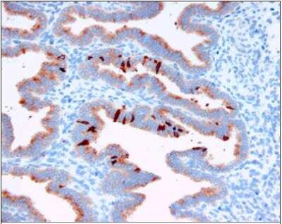 Immunohistochemistry-Paraffin: PP14/Glycodelin Antibody (16) - BSA Free [NBP1-05115]