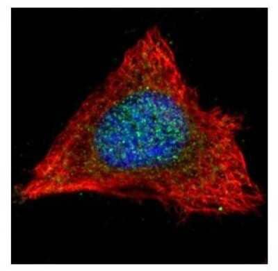 Immunocytochemistry/ Immunofluorescence: PP2A alpha Antibody [NBP2-19896]