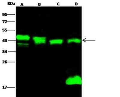 Western Blot: PP2C alpha/PPM1A Antibody (006) [NBP2-90509]