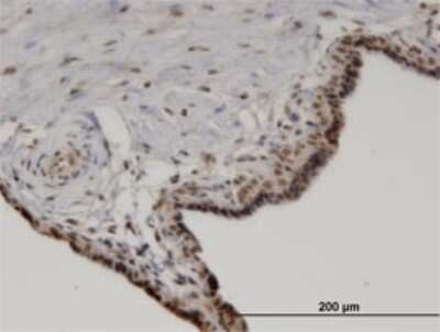 Immunohistochemistry-Paraffin: PP2C alpha/PPM1A Antibody (4E11) [H00005494-M03]