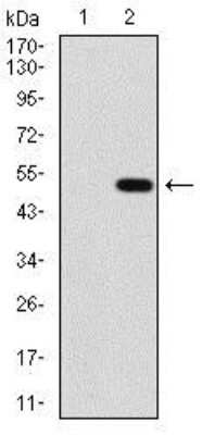 Western Blot: PP2C alpha/PPM1A Antibody (7F12)BSA Free [NBP2-37480]