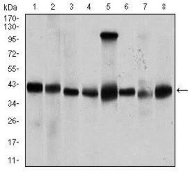 Western Blot: PP2C alpha/PPM1A Antibody (7F12)BSA Free [NBP2-37480]