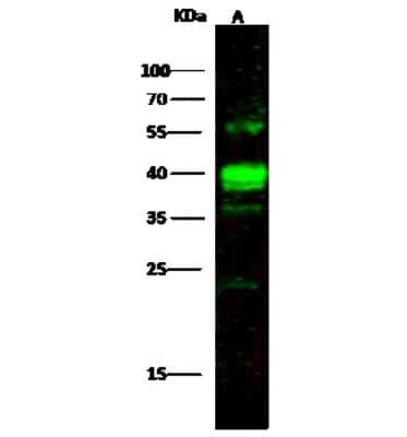 Western Blot: PP2C alpha/PPM1A Antibody [NBP2-98253]