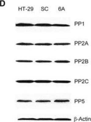 Western Blot: PP2C alpha/PPM1A Antibody (p6c7)BSA Free [NBP1-04333]