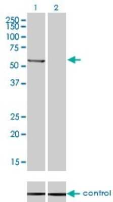 Western Blot: PP2C beta/PPM1B Antibody (1A3-2A4) [H00005495-M01]