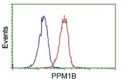 Flow Cytometry: PP2C beta/PPM1B Antibody (OTI3C9) - Azide and BSA Free [NBP2-73548]