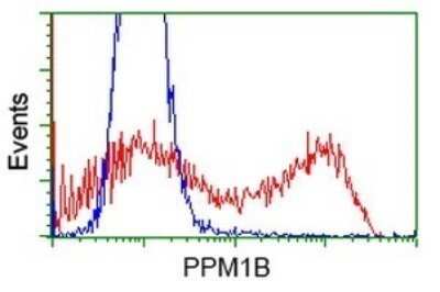 Flow Cytometry: PP2C beta/PPM1B Antibody (OTI3C9) - Azide and BSA Free [NBP2-73548]