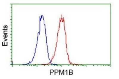 Flow Cytometry: PP2C beta/PPM1B Antibody (OTI3C9) [NBP2-45383]