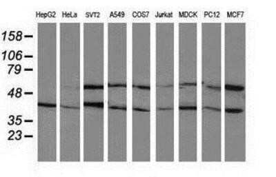 Western Blot: PP2C beta/PPM1B Antibody (OTI3F2)Azide and BSA Free [NBP2-73547]