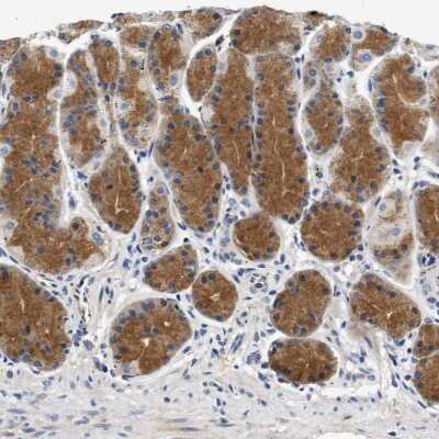 Immunohistochemistry-Paraffin: PP2C epsilon/PPM1L Antibody [NBP1-87248]