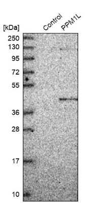 Western Blot: PP2C epsilon/PPM1L Antibody [NBP1-87248]