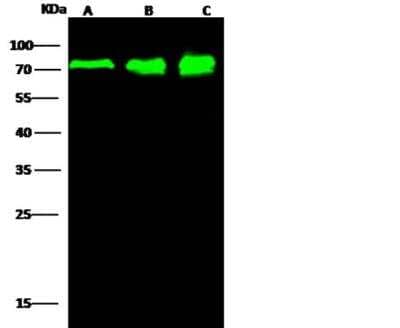 Western Blot: PP2C gamma/PPM1G Antibody (001) [NBP2-89857]