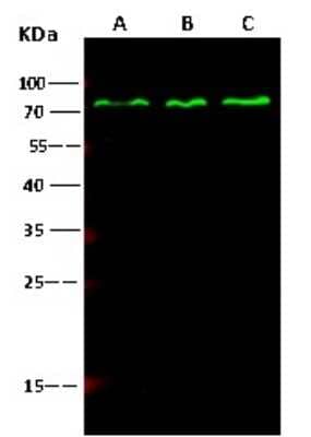 Western Blot: PP2C gamma/PPM1G Antibody (112) [NBP2-89858]