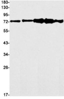 Western Blot: PP2C gamma/PPM1G Antibody (S05-8C4) [NBP3-19743]