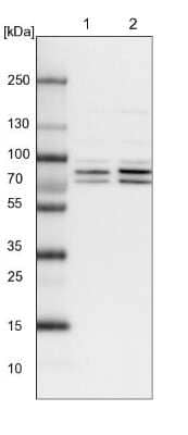 Western Blot: PP2C gamma/PPM1G Antibody [NBP1-87245]