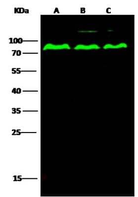 Western Blot: PP2C gamma/PPM1G Antibody [NBP2-99758]