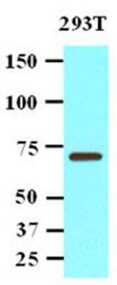 Western Blot: PP2C gamma/PPM1G Antibody (k1G6)BSA Free [NBP1-04337]