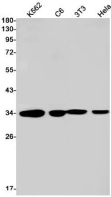 Western Blot: PP4/PPP4C Antibody (S05-4F9) [NBP3-19509]