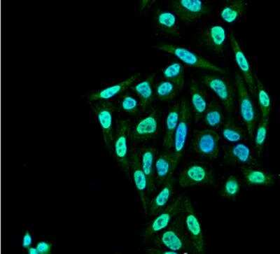 Immunocytochemistry/ Immunofluorescence: PP5 Antibody (12F7) [NBP2-59308]