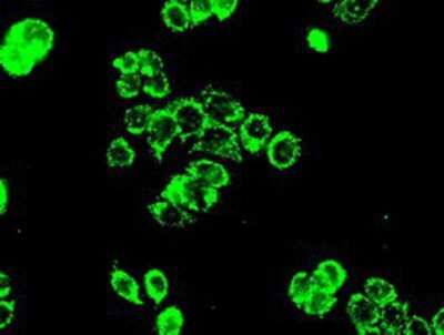 Immunocytochemistry/ Immunofluorescence: PP5 Antibody (OTI2E12) [NBP1-47927]