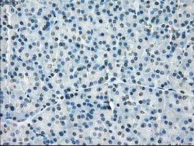 Immunohistochemistry-Paraffin: PP5 Antibody (OTI2E12) [NBP1-47927]