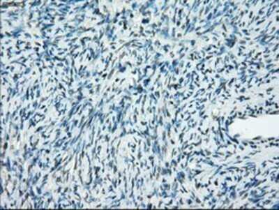 Immunohistochemistry: PP5 Antibody (OTI2E12) - Azide and BSA Free [NBP2-73555]
