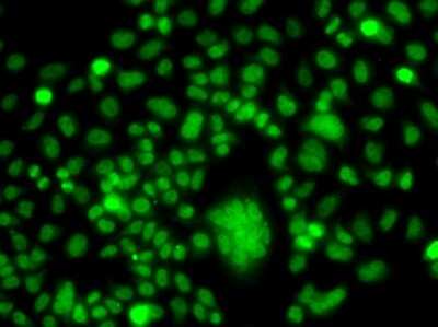 Immunocytochemistry/ Immunofluorescence: PPAN Antibody - BSA Free [NBP2-93075]