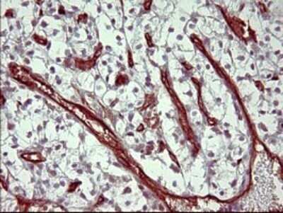 Immunohistochemistry: PPAP2A Antibody (OTI1H4) - Azide and BSA Free [NBP2-73564]