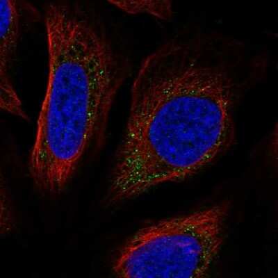 Immunocytochemistry/ Immunofluorescence: PPAPDC3 Antibody [NBP2-56028]