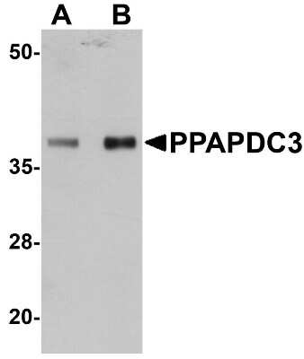 Western Blot: PPAPDC3 AntibodyBSA Free [NBP1-76246]