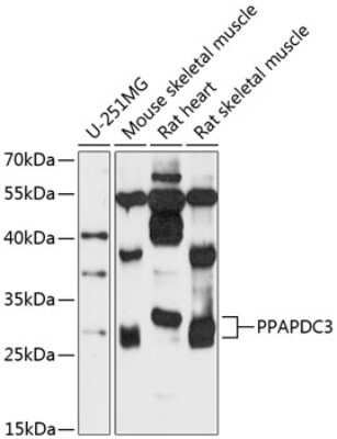 Western Blot: PPAPDC3 AntibodyBSA Free [NBP3-04774]