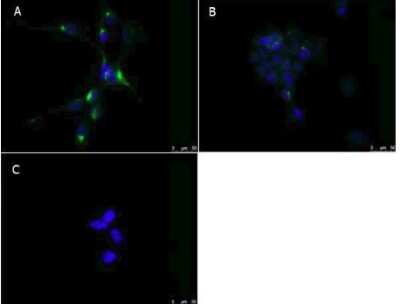 Immunocytochemistry/ Immunofluorescence: PPAR alpha/NR1C1 Antibody - N-terminal [NB600-636]