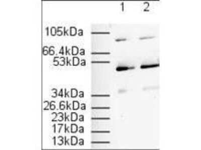 Western Blot: PPAR alpha/NR1C1 AntibodyN-terminal [NB600-636]