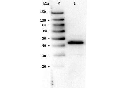 Western Blot: PPAR alpha/NR1C1 AntibodyN-terminal [NB600-636]