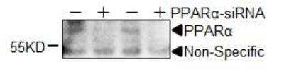 Knockdown Validated: PPAR alpha/NR1C1 Antibody (3B6/PPAR) - BSA Free [NB300-537]
