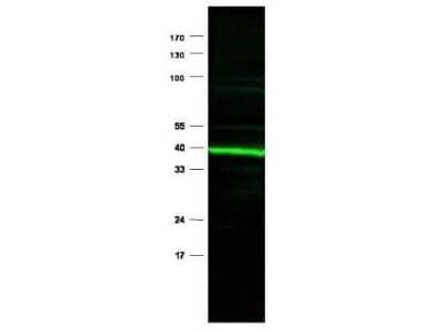 Western Blot: PPAR delta/NR1C2 AntibodyN-terminal [NB600-637]