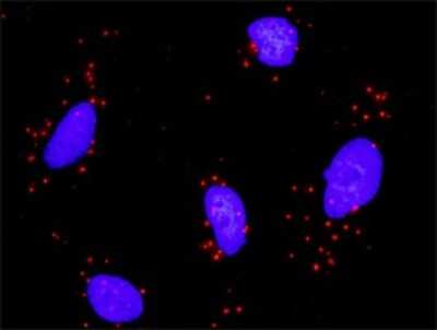 Proximity Ligation Assay: PPAR delta/NR1C2 Antibody (4E3-1B11) [H00005467-M01]